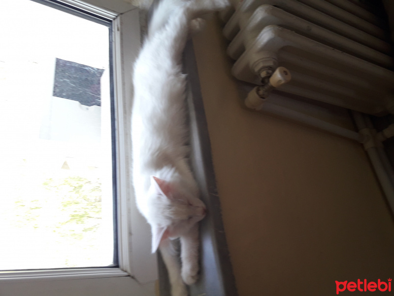 Van Kedisi, Kedi  Lokum fotoğrafı
