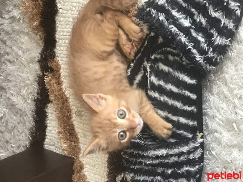Tekir Kedi, Kedi  Odin fotoğrafı