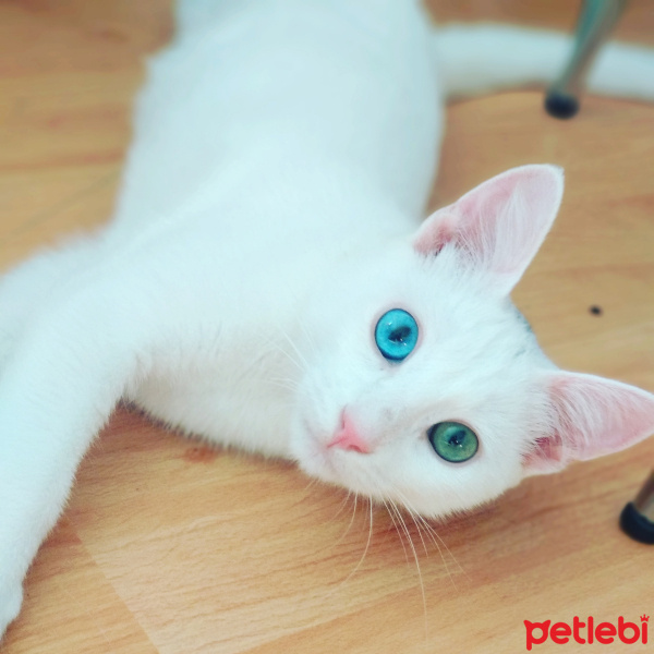 Van Kedisi, Kedi  Pamuk whitetigerr fotoğrafı