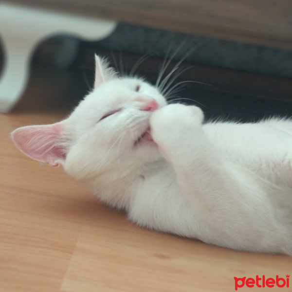 Van Kedisi, Kedi  Pamuk whitetigerr fotoğrafı