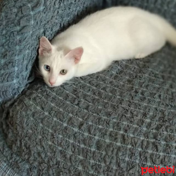 Van Kedisi, Kedi  Pamuk whitetigerr fotoğrafı