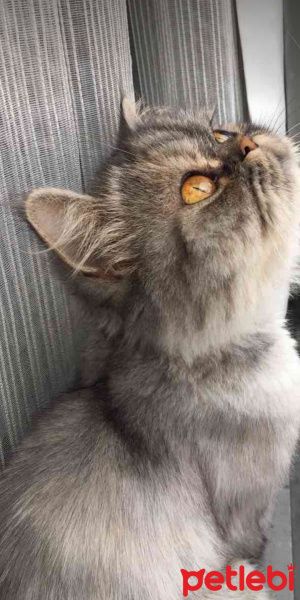 İran Kedisi (Persian), Kedi  Duman fotoğrafı