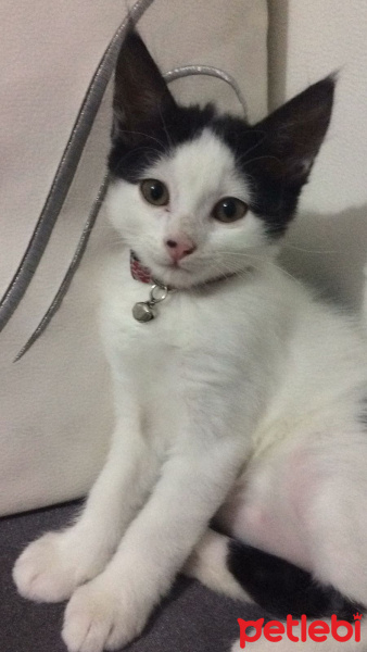 Tuxedo (Smokin) Kedi, Kedi  Piti fotoğrafı
