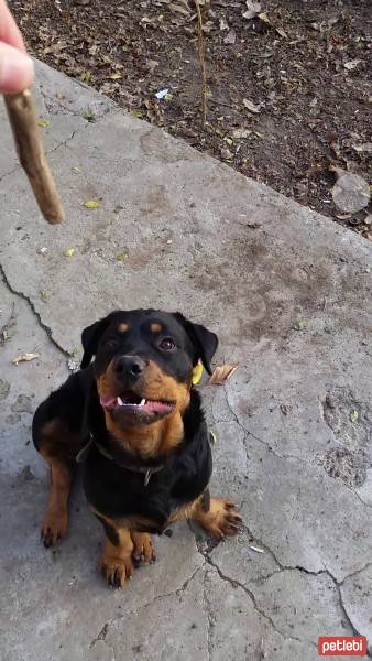 Rottweiler, Köpek  Tyson fotoğrafı