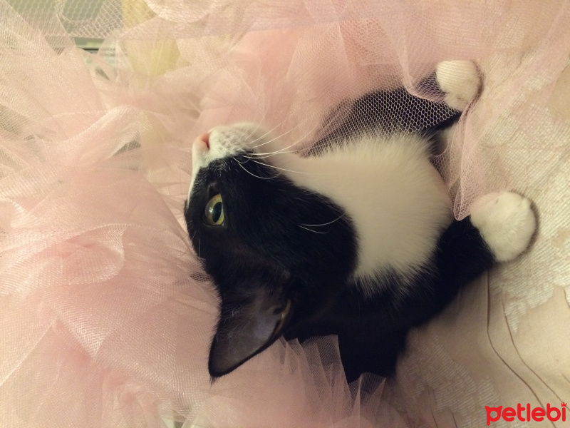 Tuxedo (Smokin) Kedi, Kedi  dodo fotoğrafı
