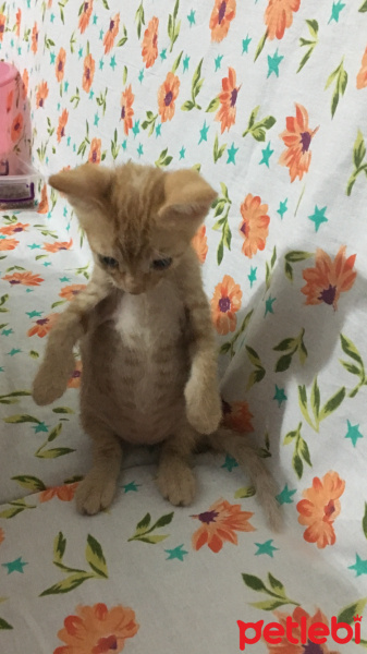 Sarman, Kedi  Lucky fotoğrafı