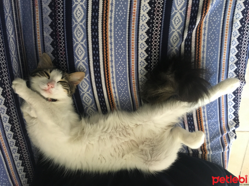 Tekir Kedi, Kedi  Şila fotoğrafı