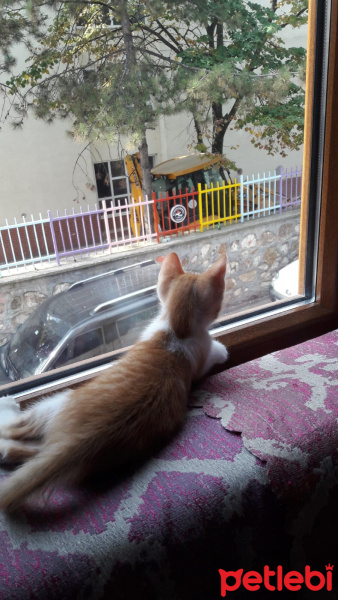 Tekir Kedi, Kedi  Haşmet fotoğrafı