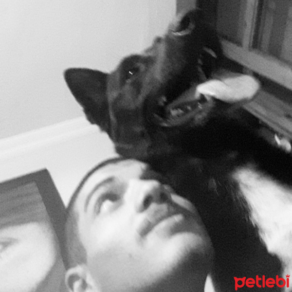 Belçika Malinois, Köpek  Necati fotoğrafı
