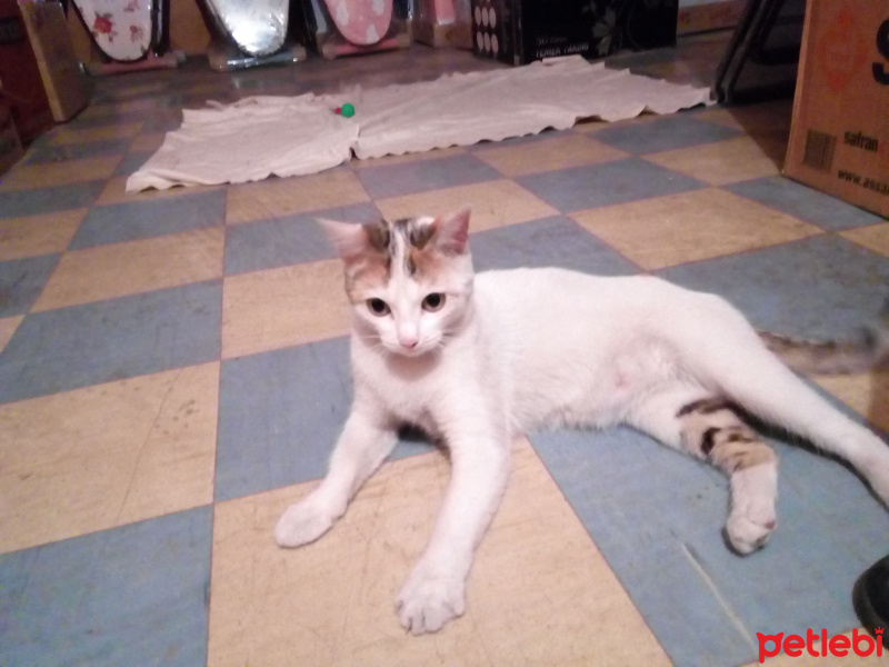 Tekir Kedi, Kedi  Prenses fotoğrafı