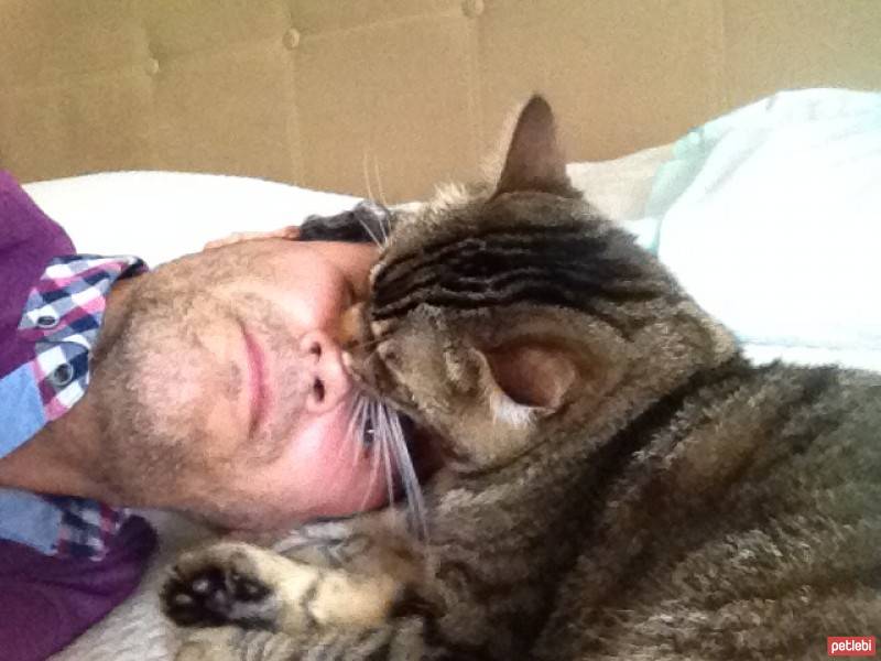 Tekir Kedi, Kedi  Miço fotoğrafı