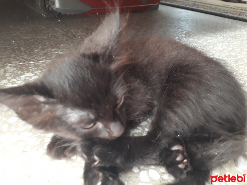 Tekir Kedi, Kedi  Komür fotoğrafı