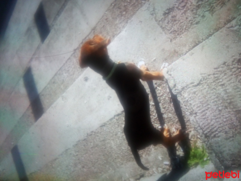 Alman Av Terrieri, Köpek  Babi eva fotoğrafı