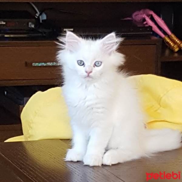 Chinchilla, Kedi  pamuk fotoğrafı
