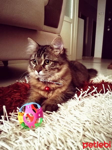 Maine Coon, Kedi  Maya fotoğrafı