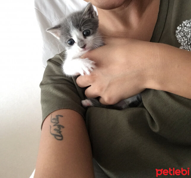 Ragamuffin, Kedi  Duman fotoğrafı