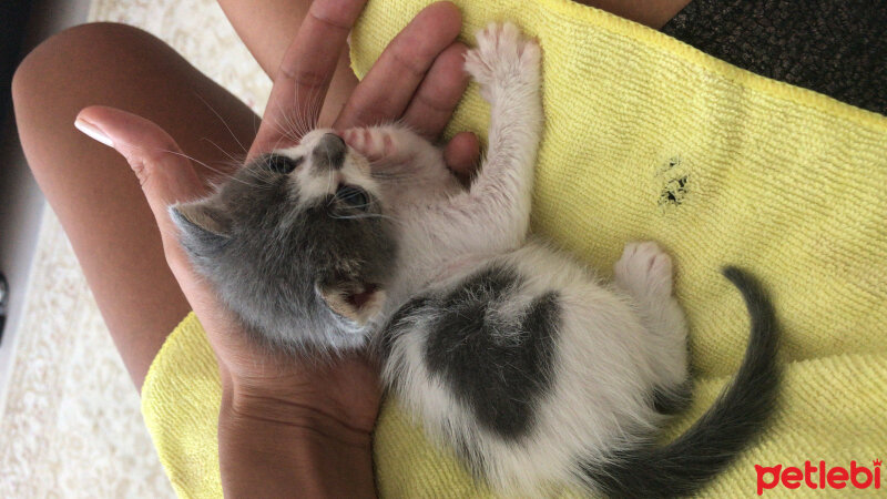 Ragamuffin, Kedi  Duman fotoğrafı