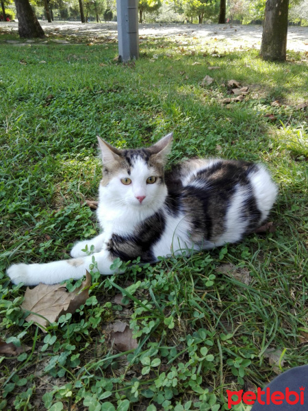 Ragamuffin, Kedi  Venüs fotoğrafı