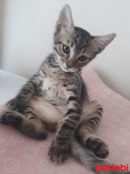 Tekir Kedi, Kedi  Umut fotoğrafı