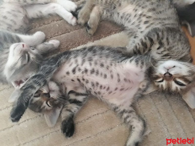 Tekir Kedi, Kedi  Umut fotoğrafı