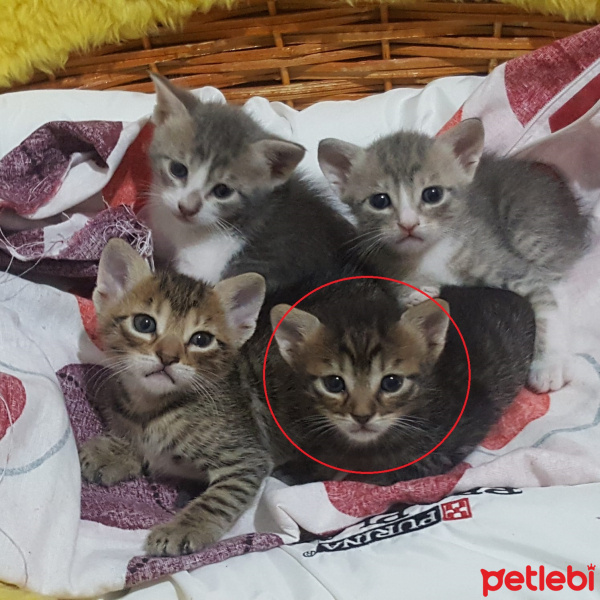 Tekir Kedi, Kedi  Umut fotoğrafı