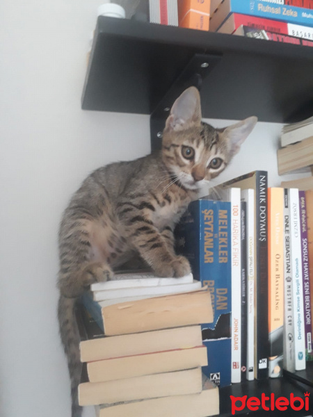 Tekir Kedi, Kedi  SAHİPLENİLDİ - Uğur fotoğrafı