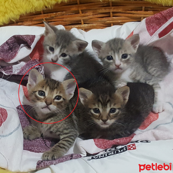 Tekir Kedi, Kedi  SAHİPLENİLDİ - Uğur fotoğrafı