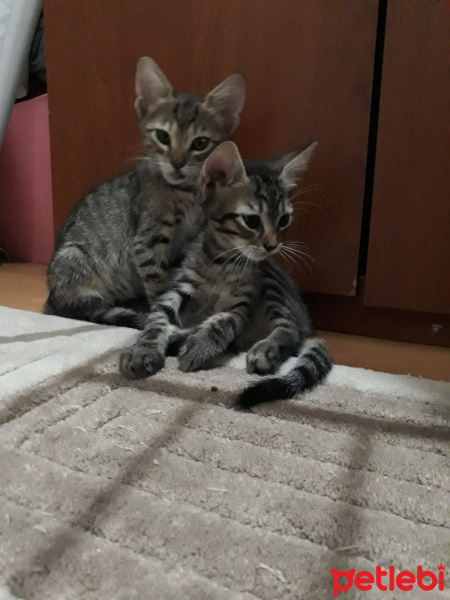 Tekir Kedi, Kedi  SAHİPLENİLDİ - Uğur fotoğrafı