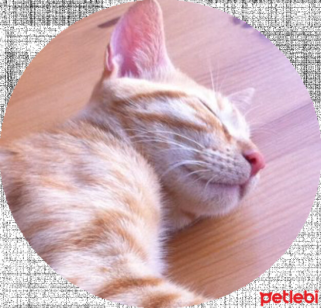 Tekir Kedi, Kedi  Roy fotoğrafı