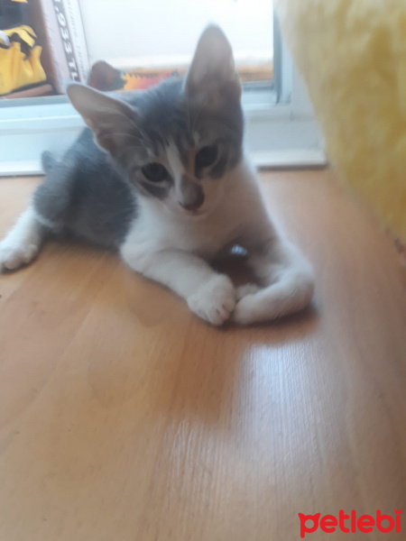 Laperm, Kedi  Efe fotoğrafı