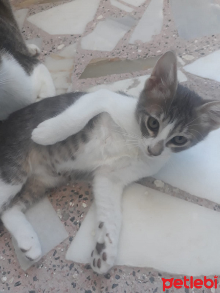 Laperm, Kedi  Efe fotoğrafı