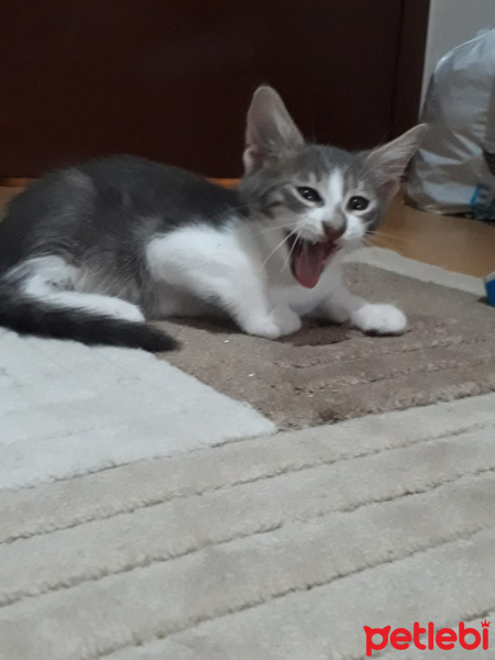 Laperm, Kedi  Efe fotoğrafı