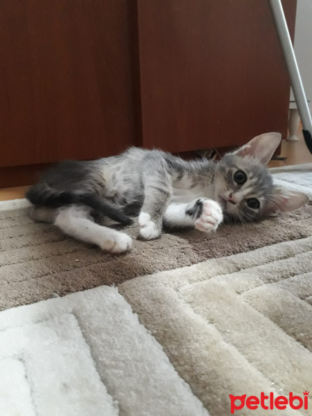 Laperm, Kedi  Ege fotoğrafı
