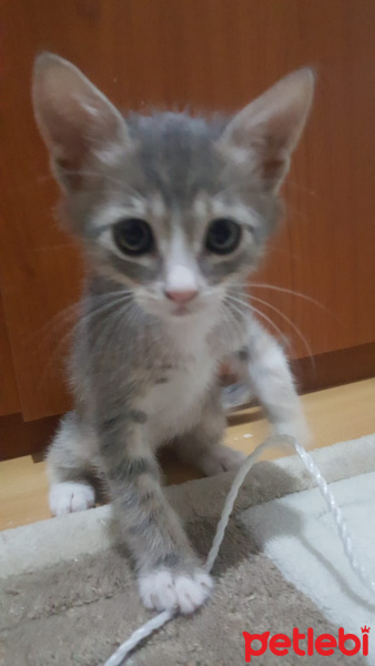 Laperm, Kedi  Ege fotoğrafı