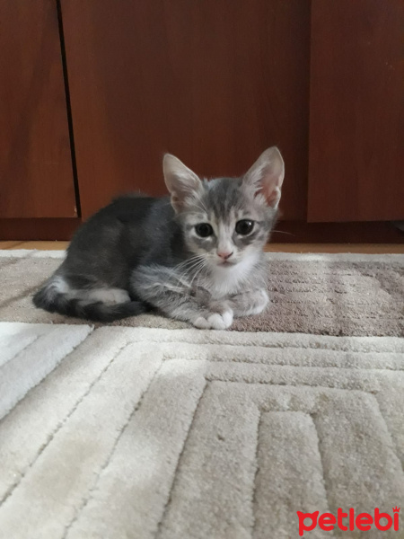 Laperm, Kedi  Ege fotoğrafı