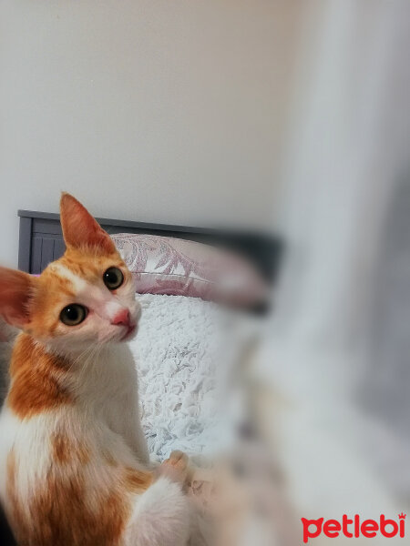 Tekir Kedi, Kedi  Bal fotoğrafı