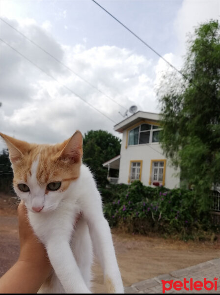 Tekir Kedi, Kedi  Bal fotoğrafı