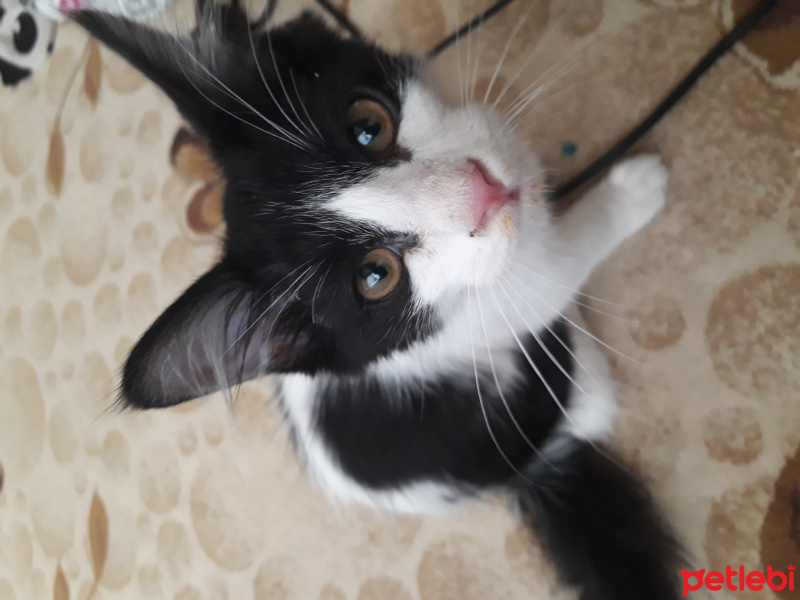 Tuxedo (Smokin) Kedi, Kedi  Tekir fotoğrafı