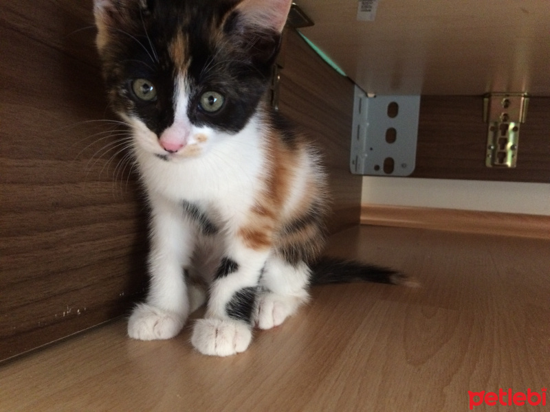 Tekir Kedi, Kedi  Mina fotoğrafı