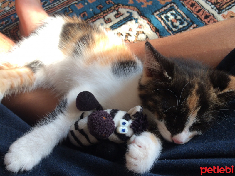 Tekir Kedi, Kedi  Mina fotoğrafı