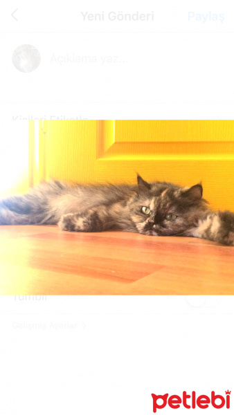 Chinchilla, Kedi  Çıtır fotoğrafı