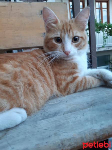 Tekir Kedi, Kedi  Karamel fotoğrafı