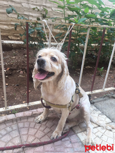 Amerikan Cocker Spaniel, Köpek  cookie fotoğrafı