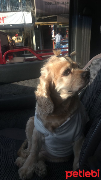 Amerikan Cocker Spaniel, Köpek  cookie fotoğrafı