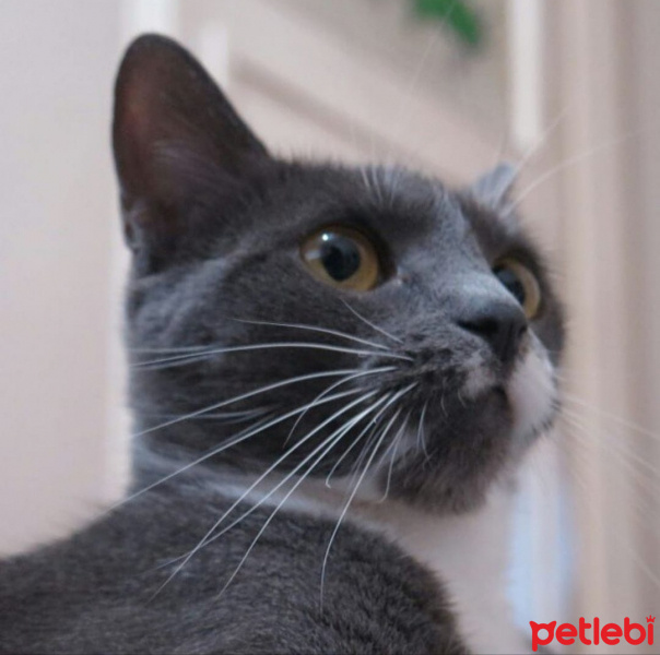 Tuxedo (Smokin) Kedi, Kedi  Micha fotoğrafı