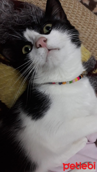 Tuxedo (Smokin) Kedi, Kedi  Chila Lala fotoğrafı
