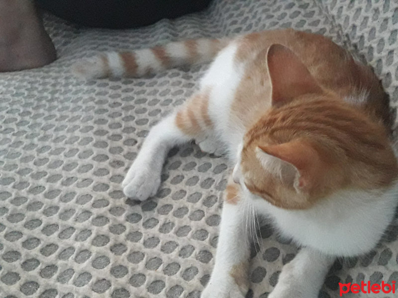 Tekir Kedi, Kedi  Badem fotoğrafı