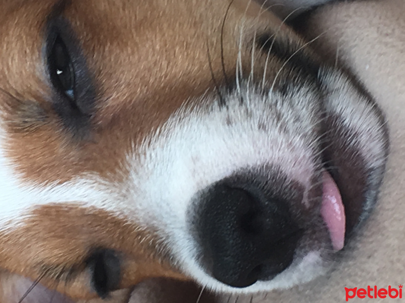 Jack Russell Terrier, Köpek  Minnak fotoğrafı