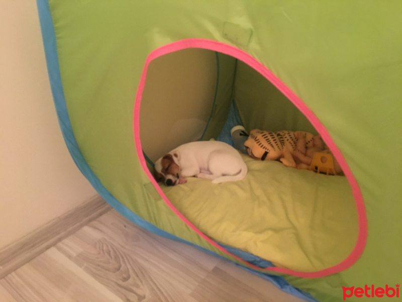 Jack Russell Terrier, Köpek  Minnak fotoğrafı