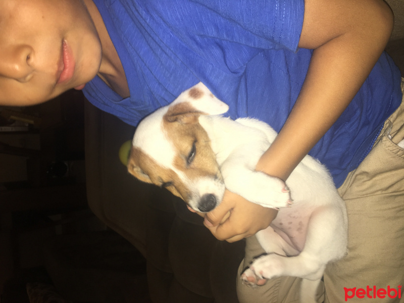 Jack Russell Terrier, Köpek  Minnak fotoğrafı